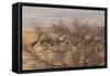 A Group of Oryx on the Run in Namib-Naukluft National Park-Alex Saberi-Framed Stretched Canvas