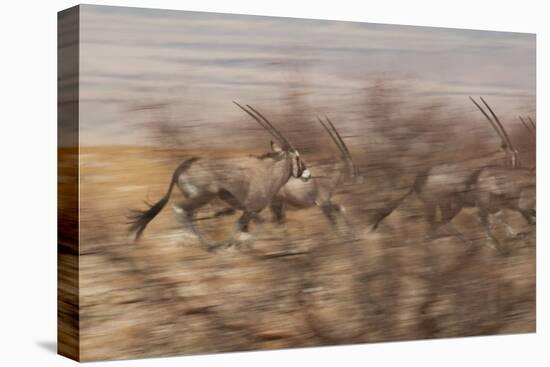 A Group of Oryx on the Run in Namib-Naukluft National Park-Alex Saberi-Stretched Canvas