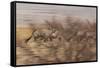 A Group of Oryx on the Run in Namib-Naukluft National Park-Alex Saberi-Framed Stretched Canvas