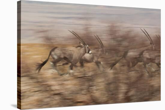 A Group of Oryx on the Run in Namib-Naukluft National Park-Alex Saberi-Stretched Canvas