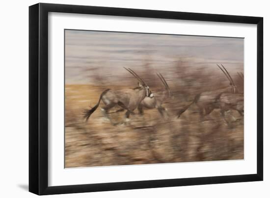 A Group of Oryx on the Run in Namib-Naukluft National Park-Alex Saberi-Framed Photographic Print