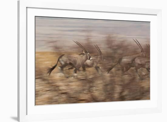 A Group of Oryx on the Run in Namib-Naukluft National Park-Alex Saberi-Framed Photographic Print