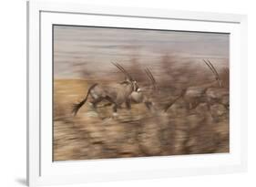 A Group of Oryx on the Run in Namib-Naukluft National Park-Alex Saberi-Framed Photographic Print