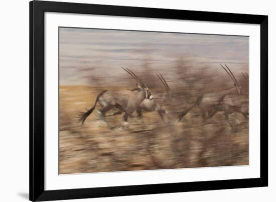 A Group of Oryx on the Run in Namib-Naukluft National Park-Alex Saberi-Framed Photographic Print