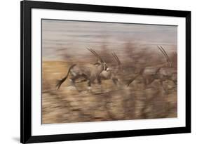 A Group of Oryx on the Run in Namib-Naukluft National Park-Alex Saberi-Framed Photographic Print