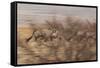 A Group of Oryx on the Run in Namib-Naukluft National Park-Alex Saberi-Framed Stretched Canvas