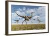 A Group of Pelecanimimus Dinosaurs Chasing Dragonflies-Stocktrek Images-Framed Art Print