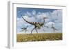 A Group of Pelecanimimus Dinosaurs Chasing Dragonflies-Stocktrek Images-Framed Art Print