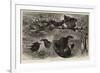 A Group of Poachers-null-Framed Giclee Print