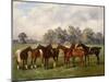 A Group of Polo Ponies, Dainty, Gold, Redskin, Miss Edge, and Piper, the Property of Sir Humphrey D-Henry Frederick Lucas-Lucas-Mounted Giclee Print