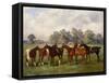 A Group of Polo Ponies, Dainty, Gold, Redskin, Miss Edge, and Piper, the Property of Sir Humphrey D-Henry Frederick Lucas-Lucas-Framed Stretched Canvas