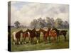 A Group of Polo Ponies, Dainty, Gold, Redskin, Miss Edge, and Piper, the Property of Sir Humphrey D-Henry Frederick Lucas-Lucas-Stretched Canvas