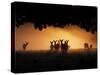 A Group of Red Deer, Cervus Elaphus, Silhouetted in Morning Glow.-Alex Saberi-Stretched Canvas