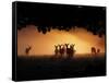 A Group of Red Deer, Cervus Elaphus, Silhouetted in Morning Glow.-Alex Saberi-Framed Stretched Canvas