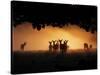 A Group of Red Deer, Cervus Elaphus, Silhouetted in Morning Glow.-Alex Saberi-Stretched Canvas