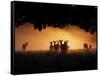 A Group of Red Deer, Cervus Elaphus, Silhouetted in Morning Glow.-Alex Saberi-Framed Stretched Canvas