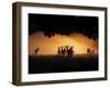 A Group of Red Deer, Cervus Elaphus, Silhouetted in Morning Glow.-Alex Saberi-Framed Photographic Print