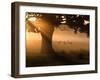 A Group of Red Deer Graze and Socialize in the Early Morning Mists of Richmond Park, London-Alex Saberi-Framed Photographic Print