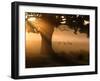 A Group of Red Deer Graze and Socialize in the Early Morning Mists of Richmond Park, London-Alex Saberi-Framed Photographic Print