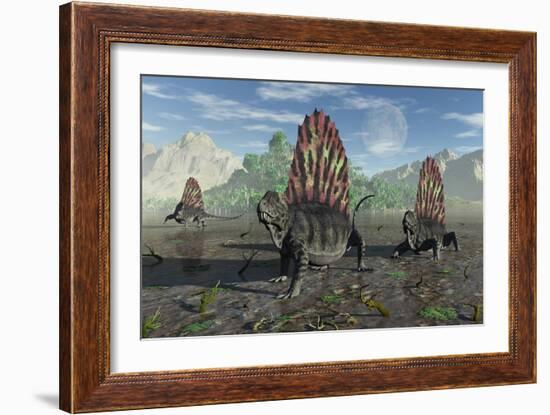 A Group of Sail-Backed Dimetrodons During Earth's Permian Period-Stocktrek Images-Framed Art Print