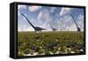 A Group of Sauropod and Hadrosaur Dinosaur Herds Grazing-null-Framed Stretched Canvas