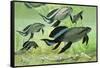 A Group of Scaumenacia Lobe-Finned Fish from the Devonian Period-null-Framed Stretched Canvas