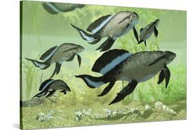 A Group of Scaumenacia Lobe-Finned Fish from the Devonian Period-null-Stretched Canvas