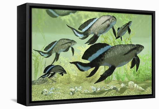 A Group of Scaumenacia Lobe-Finned Fish from the Devonian Period-null-Framed Stretched Canvas