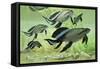 A Group of Scaumenacia Lobe-Finned Fish from the Devonian Period-null-Framed Stretched Canvas
