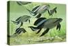 A Group of Scaumenacia Lobe-Finned Fish from the Devonian Period-null-Stretched Canvas