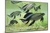 A Group of Scaumenacia Lobe-Finned Fish from the Devonian Period-null-Mounted Premium Giclee Print