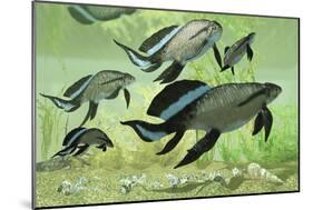 A Group of Scaumenacia Lobe-Finned Fish from the Devonian Period-null-Mounted Premium Giclee Print