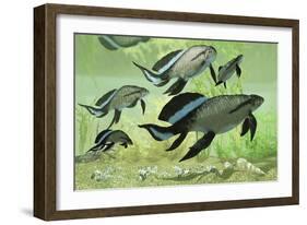 A Group of Scaumenacia Lobe-Finned Fish from the Devonian Period-null-Framed Art Print