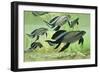 A Group of Scaumenacia Lobe-Finned Fish from the Devonian Period-null-Framed Art Print