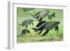 A Group of Scaumenacia Lobe-Finned Fish from the Devonian Period-null-Framed Art Print