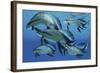 A Group of Scaumenacia Lobe-Finned Fish from the Devonian Period-null-Framed Art Print