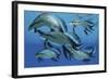 A Group of Scaumenacia Lobe-Finned Fish from the Devonian Period-null-Framed Art Print