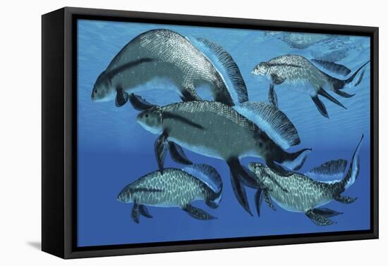 A Group of Scaumenacia Lobe-Finned Fish from the Devonian Period-null-Framed Stretched Canvas