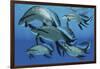 A Group of Scaumenacia Lobe-Finned Fish from the Devonian Period-null-Framed Art Print