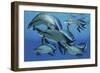 A Group of Scaumenacia Lobe-Finned Fish from the Devonian Period-null-Framed Premium Giclee Print