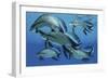 A Group of Scaumenacia Lobe-Finned Fish from the Devonian Period-null-Framed Premium Giclee Print