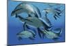 A Group of Scaumenacia Lobe-Finned Fish from the Devonian Period-null-Mounted Premium Giclee Print