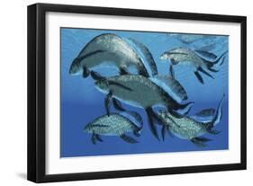 A Group of Scaumenacia Lobe-Finned Fish from the Devonian Period-null-Framed Art Print
