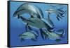 A Group of Scaumenacia Lobe-Finned Fish from the Devonian Period-null-Framed Stretched Canvas