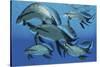 A Group of Scaumenacia Lobe-Finned Fish from the Devonian Period-null-Stretched Canvas