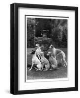 A Group of Seagift Whippets around a Fountain. Owned by Whitwell-null-Framed Photographic Print