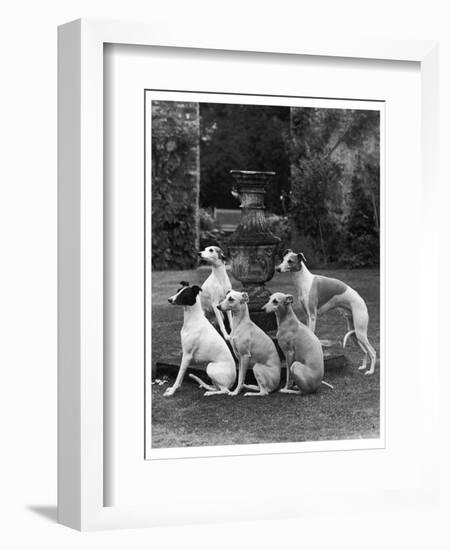 A Group of Seagift Whippets around a Fountain. Owned by Whitwell-null-Framed Photographic Print