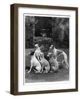 A Group of Seagift Whippets around a Fountain. Owned by Whitwell-null-Framed Photographic Print