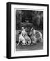 A Group of Seagift Whippets around a Fountain. Owned by Whitwell-null-Framed Photographic Print