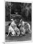 A Group of Seagift Whippets around a Fountain. Owned by Whitwell-null-Mounted Photographic Print